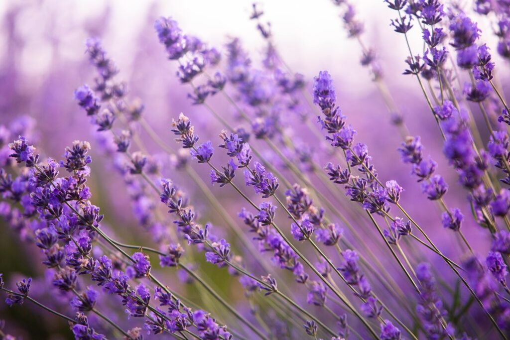 Lavendel