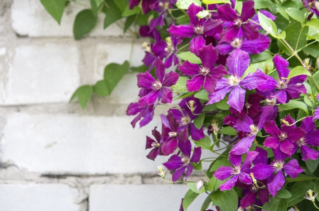 Clematis