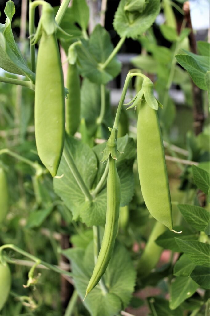 Cowpeas (Schwarzaugenbohnen)