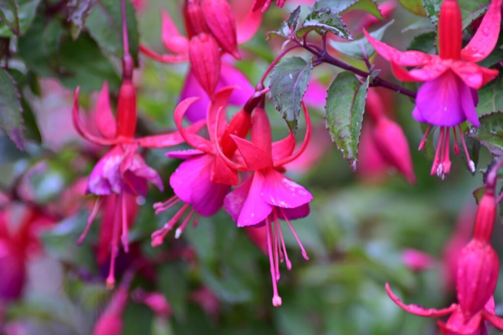Fuchsia