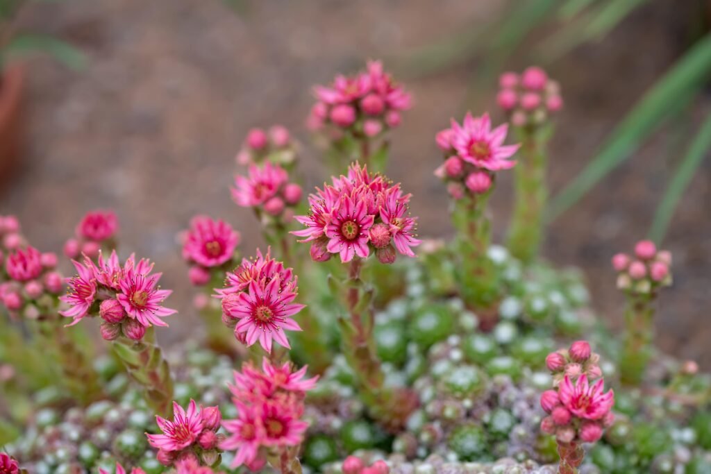 Sedum