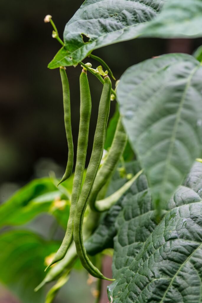 Yardlong Beans