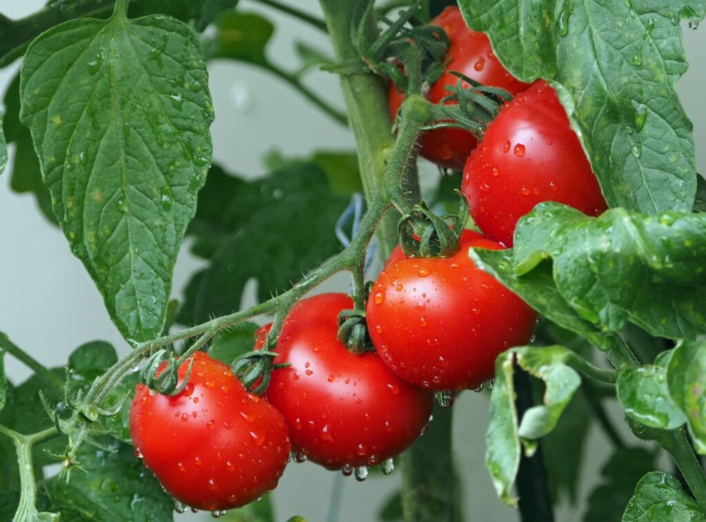 Tomaten