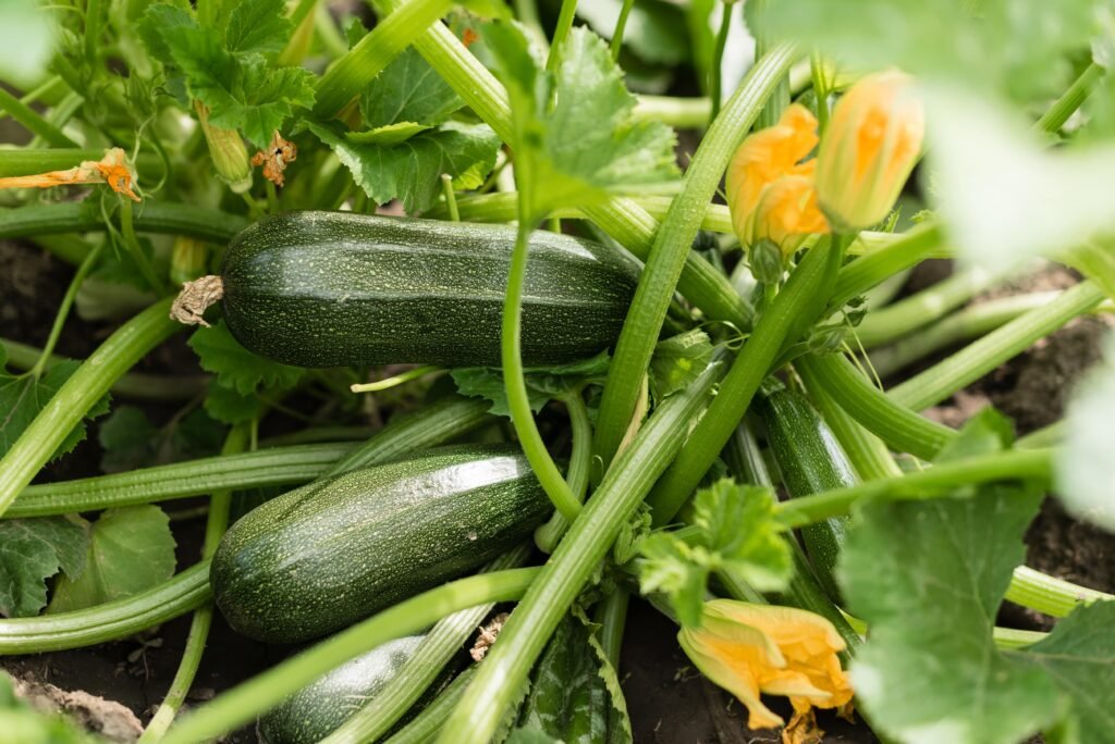 Zucchini