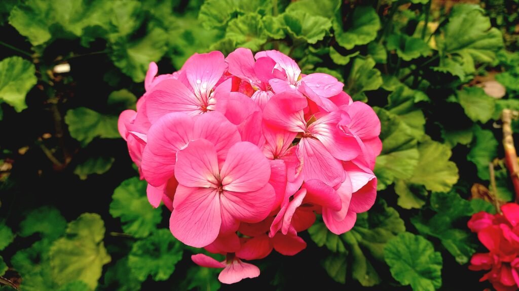 Pelargonien