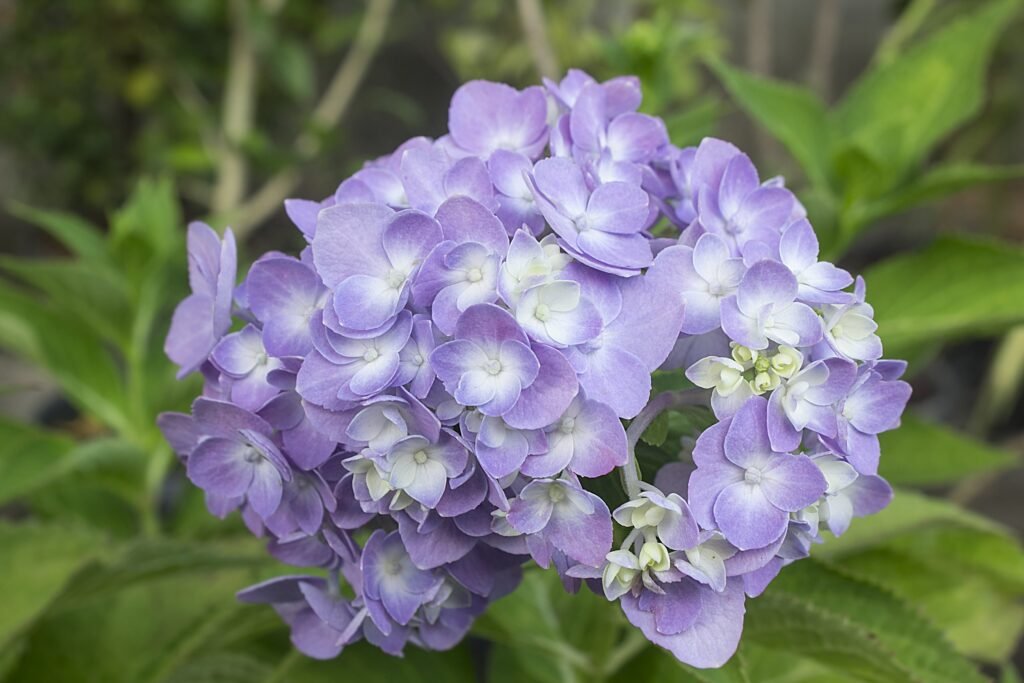 Hortensie