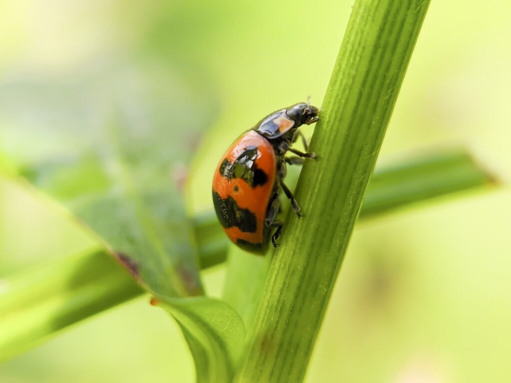 Marienkäfer