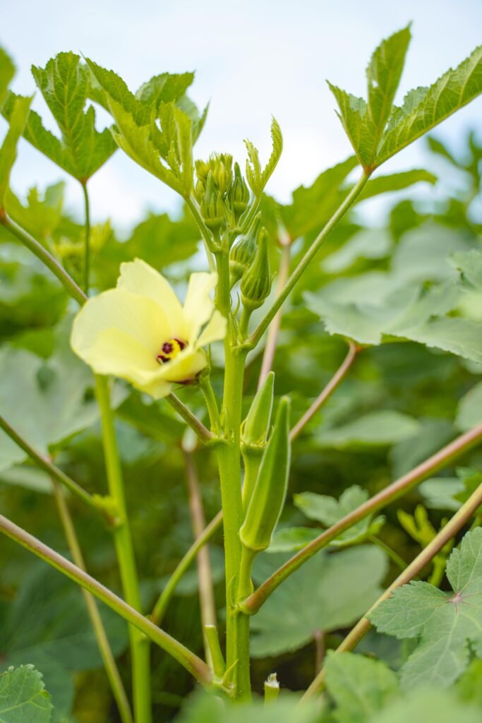 Okra