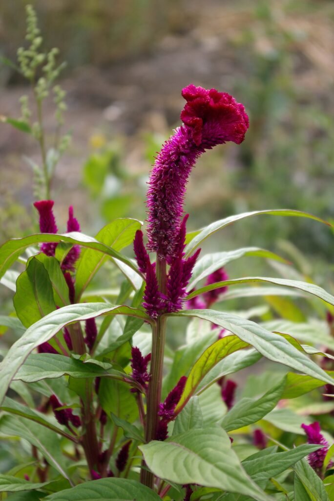 Amaranth