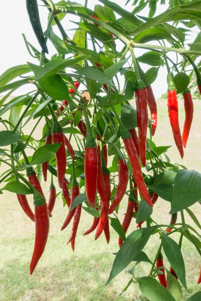 Chili Peppers
