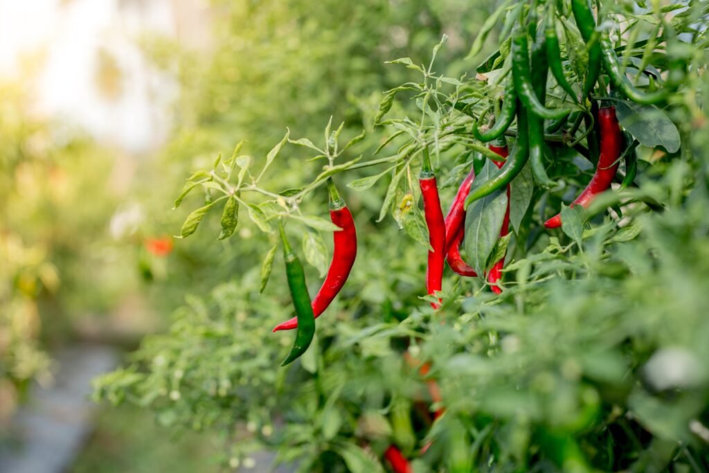 Chili