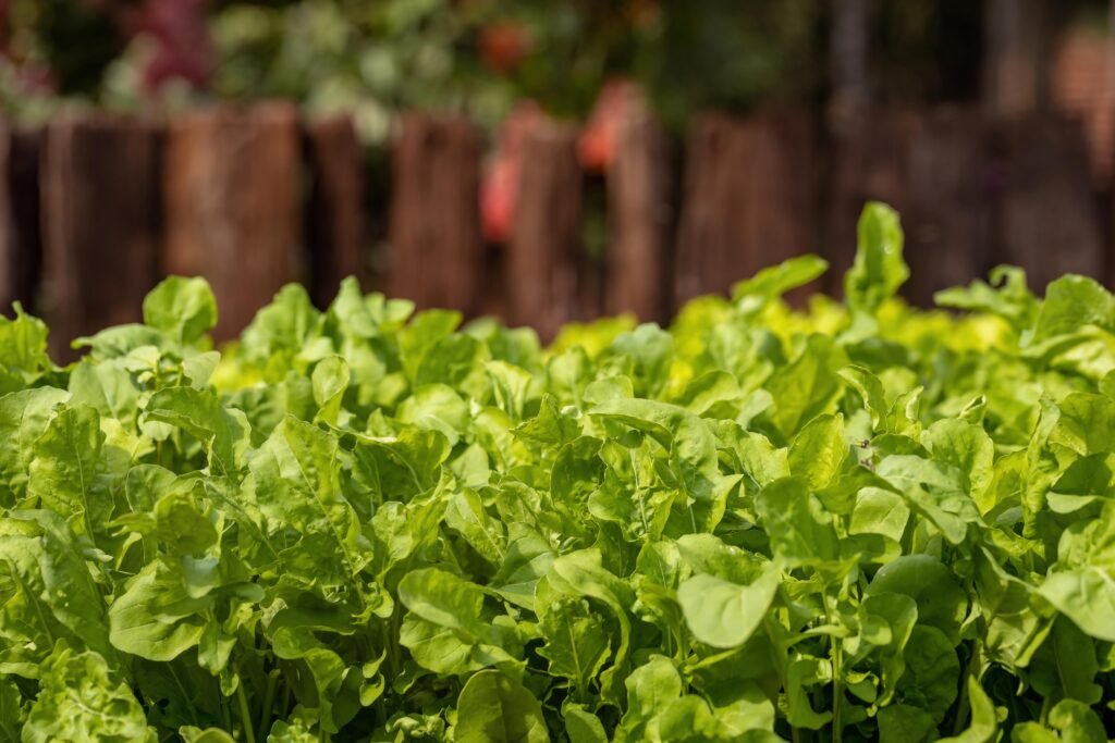 Rucola