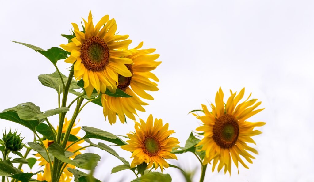 Sonnenblumen