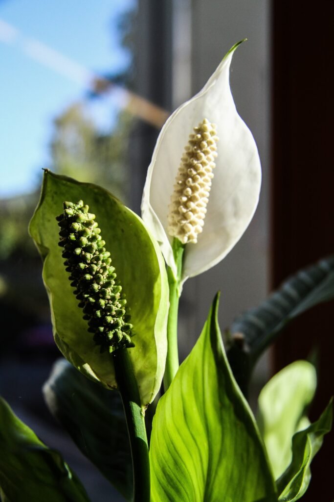 Spathiphyllum