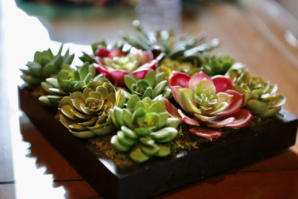 Indoor-Sukkulenten
