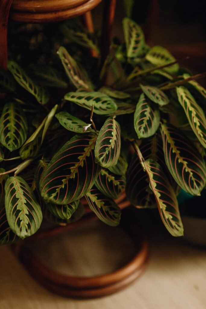 Calathea