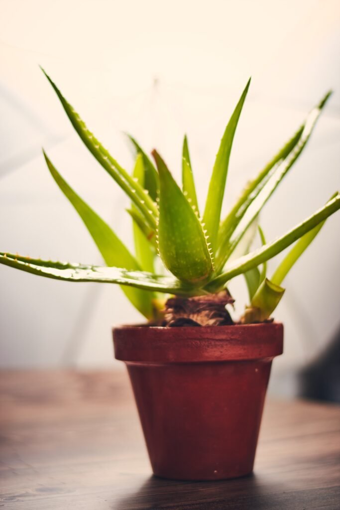 Aloe Vera