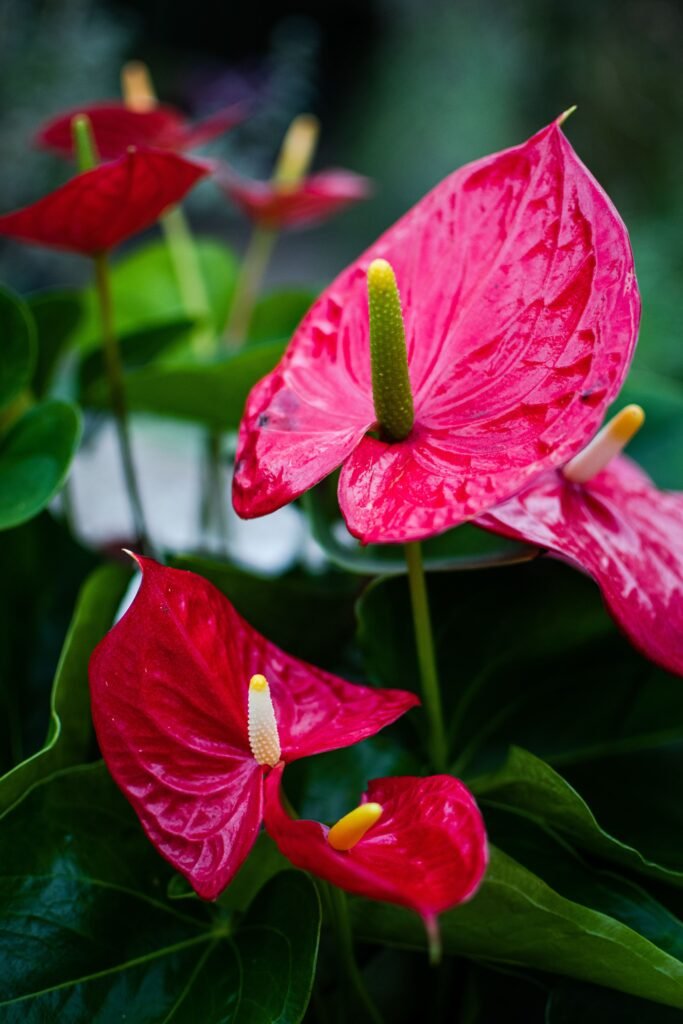Flamingoblume