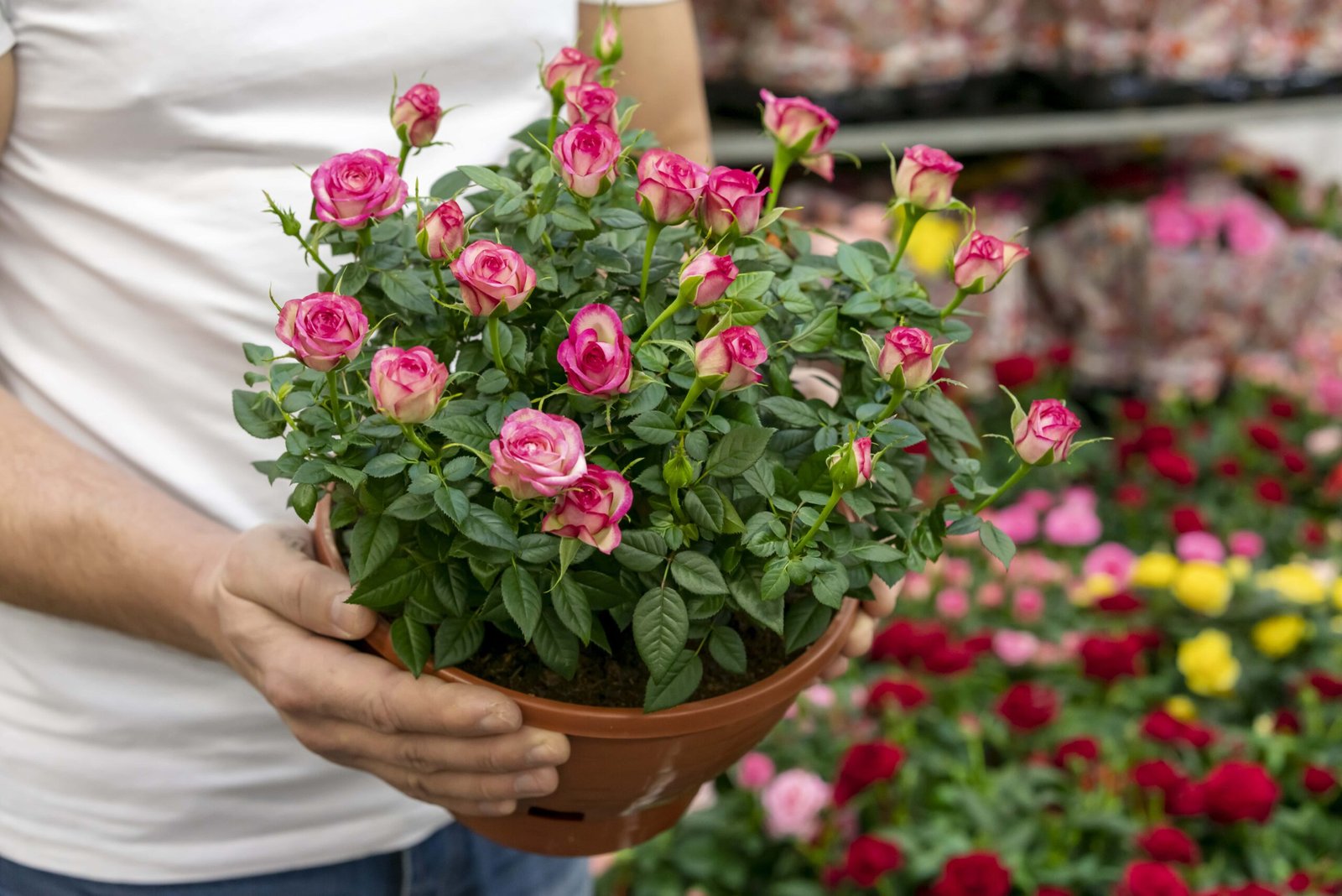 Rosen in Pflanzgefäßen