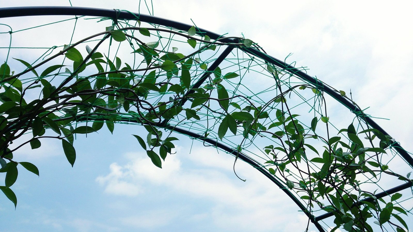 kletternde Zimmerpflanzen