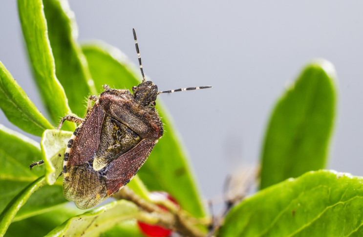 Aphids